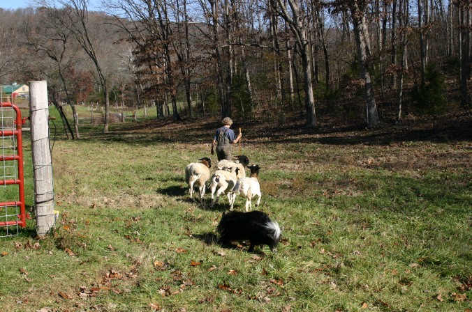 Owain Working Sheep